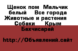 Щенок пом. Мальчик белый  - Все города Животные и растения » Собаки   . Крым,Бахчисарай